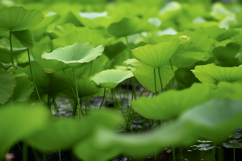 夏季池塘里盛开的绿色荷叶,高清,摄影图,摄影图片,图片大全,摄影图免费下载
